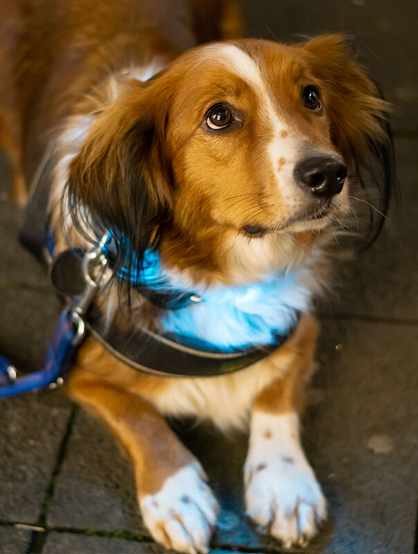 dog wearing a light-up collar